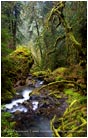 Rights Managed Stock Photo: Enchanted Forest
