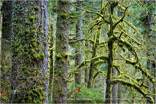 Rights Managed Stock Photo: Verdant