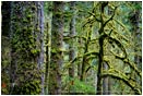 Print: Verdant