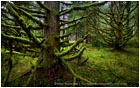 Rights Managed Stock Photo: Skeleton Trees