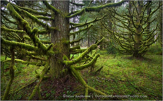 Print: Skeleton Trees