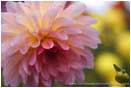 Rights Managed Stock Photo: Pink Dahlia