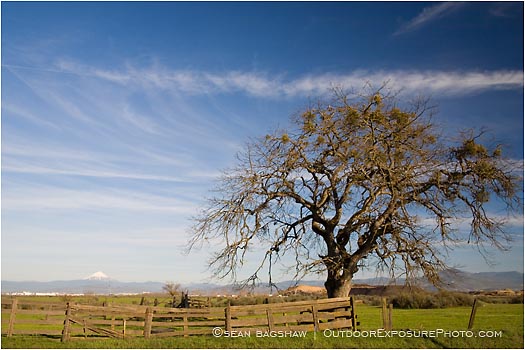 Royalty Free Stock Photo: Rogue Valley Oak Tree