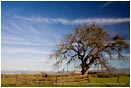 Rogue Valley Oak Tree Stock Image,