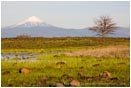 Royalty Free Stock Photo: Mt. McLoughlin From Upper Table Rock 1