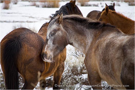 Royalty Free Stock Photo: Horses in Snow 1