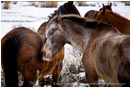 Royalty Free Stock Photo: Horses in Snow 1