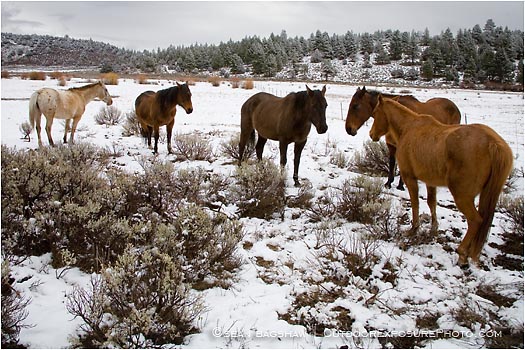 Royalty Free Stock Photo: Horses in Snow 2