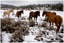 Royalty Free Stock Photo: Horses in Snow 2