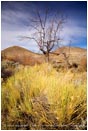 Royalty Free Stock Photo: Alvord Desert 5