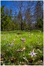 Royalty Free Stock Photo: Spring Flowers 1
