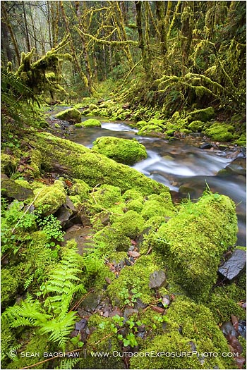 Royalty Free Stock Photo: Forest Stream 1