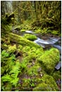 Royalty Free Stock Photo: Forest Stream 1