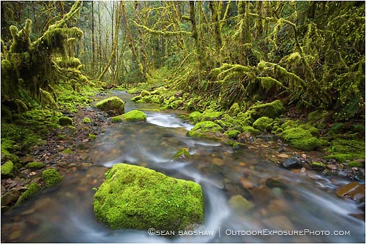 Royalty Free Stock Photo: Forest Stream 2