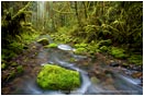 Royalty Free Stock Photo: Forest Stream 2