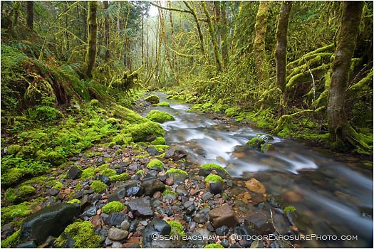 Royalty Free Stock Photo: Forest Stream 3