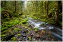 Royalty Free Stock Photo: Forest Stream 3