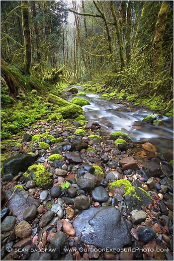 Royalty Free Stock Photo: Forest Stream 4