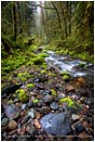 Royalty Free Stock Photo: Forest Stream 4