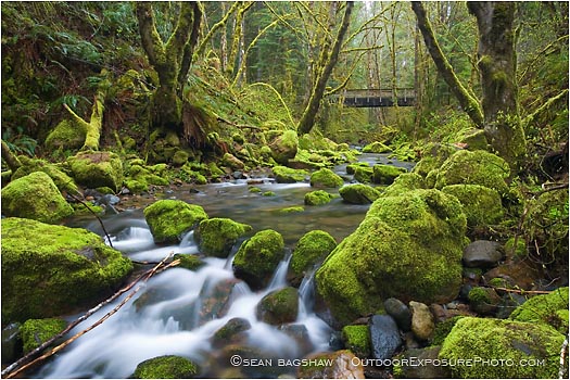 Royalty Free Stock Photo: Forest Stream 5
