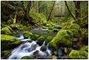 Royalty Free Stock Photo: Forest Stream 5