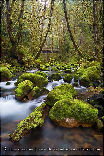 Royalty Free Stock Photo: Forest Stream 6