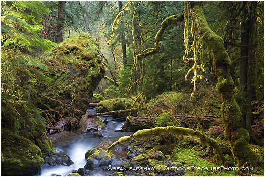 Royalty Free Stock Photo: Forest Stream 7