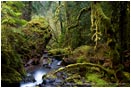 Royalty Free Stock Photo: Forest Stream 7