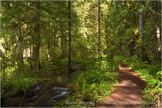 Royalty Free Stock Photo: Forest Path 1