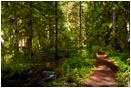 Royalty Free Stock Photo: Forest Path 1