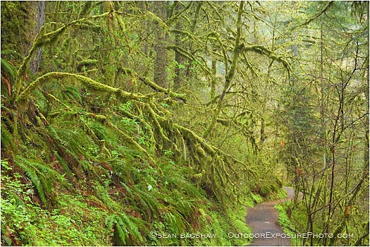 Royalty Free Stock Photo: Forest Path 2
