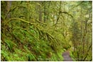 Royalty Free Stock Photo: Forest Path 2