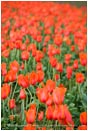 Tulips 1 Stock Image,
