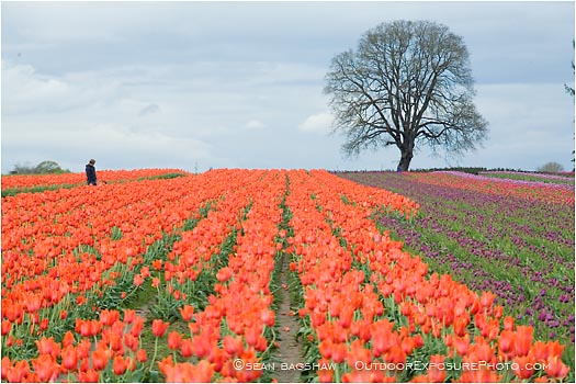 Royalty Free Stock Photo: Tulips 2