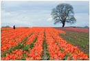 Royalty Free Stock Photo: Tulips 2