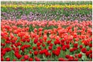 Royalty Free Stock Photo: Tulips 3