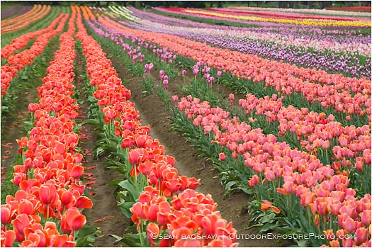 Royalty Free Stock Photo: Tulips 4