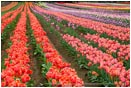 Tulips 4 Stock Image,