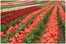 Royalty Free Stock Photo: Tulips 5
