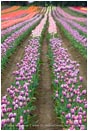 Tulips 6 Stock Image,
