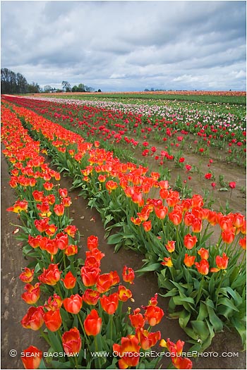 Royalty Free Stock Photo: Tulips 7