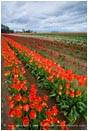 Tulips 7 Stock Image,