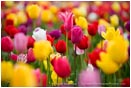 Royalty Free Stock Photo: Tulips 8