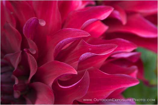 Rights Managed Stock Photo: Red Dahlia