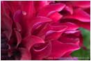 Rights Managed Stock Photo: Red Dahlia