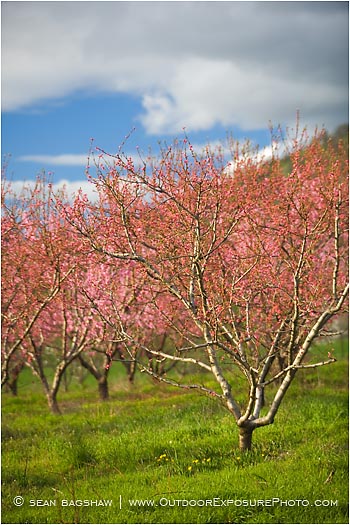 Royalty Free Stock Photo: Cherry Orchard 1