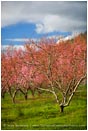 Royalty Free Stock Photo: Cherry Orchard 1