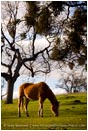 Royalty Free Stock Photo: Horse 1