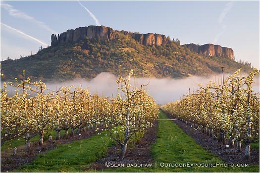 Royalty Free Stock Photo: Table Rock and Pear Orchard 3