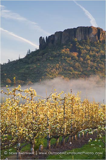 Royalty Free Stock Photo: Table Rock and Pear Orchard 4